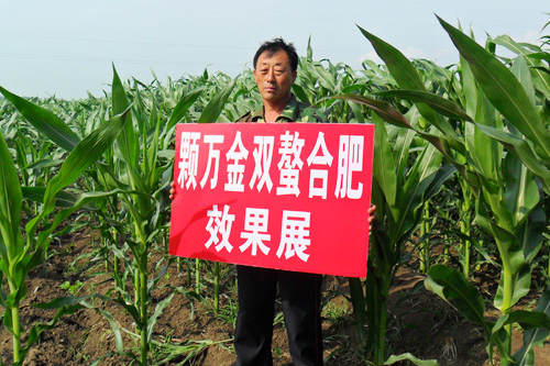 田间效果