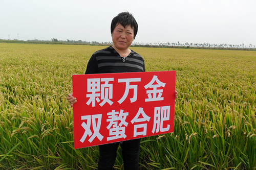 田间效果