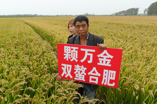 田间效果